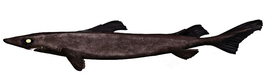 Centroselachus crepidater_019.jpg